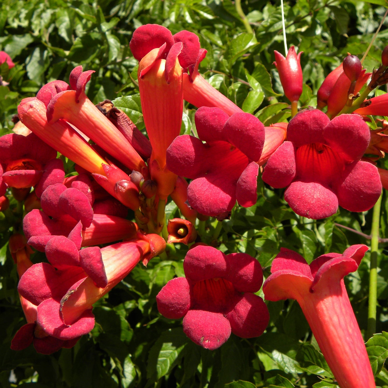 BIGNONIA ROSSA Atropurpurea Tromba d'Angelo H40CM vaso18 FOTO REALE