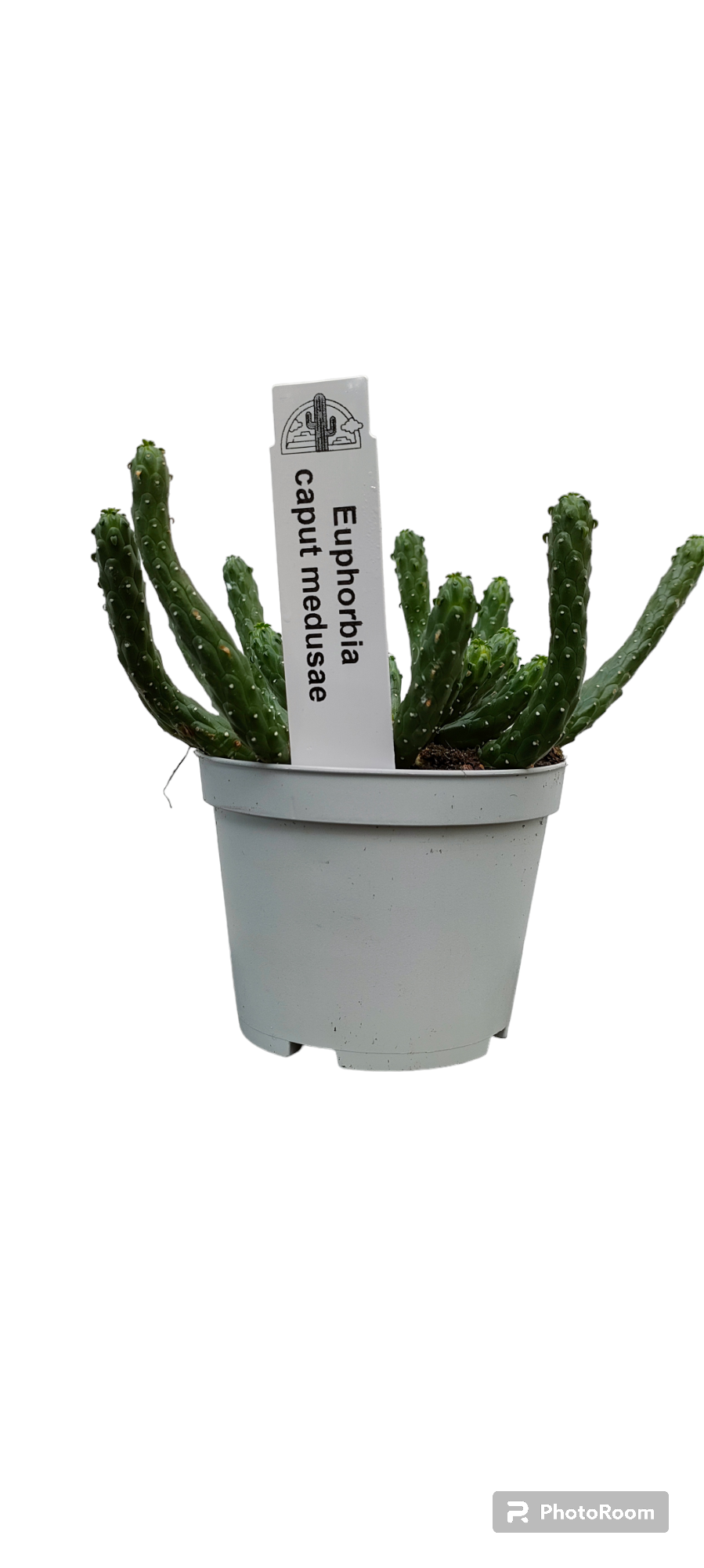 Euphorbia Caput medusae, pianta grassa foto reali