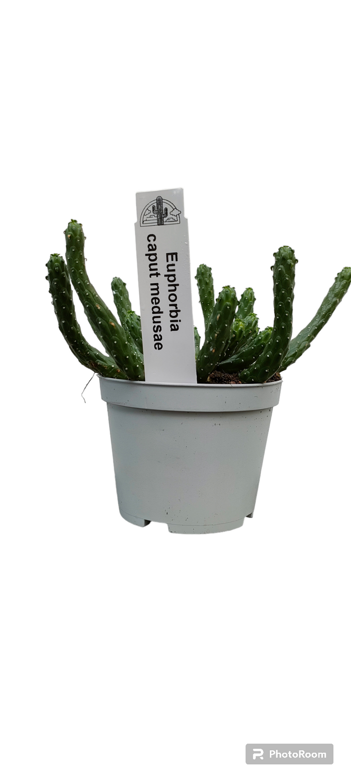 Euphorbia Caput medusae, pianta grassa foto reali