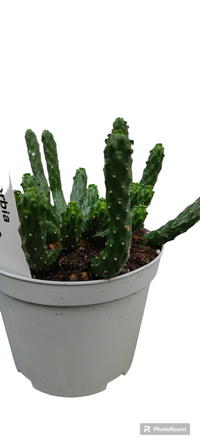 Euphorbia Caput medusae, pianta grassa foto reali