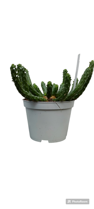 Euphorbia Caput medusae, pianta grassa foto reali