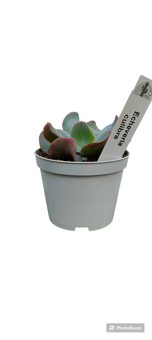 Pianta Echeveria culibra, foto reali