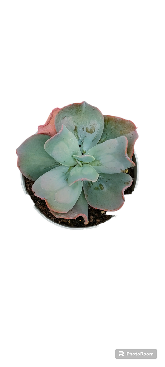 Pianta Echeveria culibra, foto reali