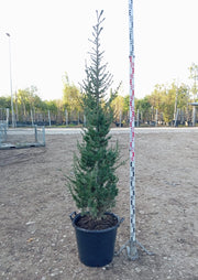 Cedro Cedrus Atlantica Vaso 45 cm Conifera Sempreverde Arborea