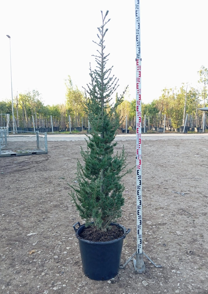 Cedro Cedrus Atlantica Vaso 45 cm Conifera Sempreverde Arborea