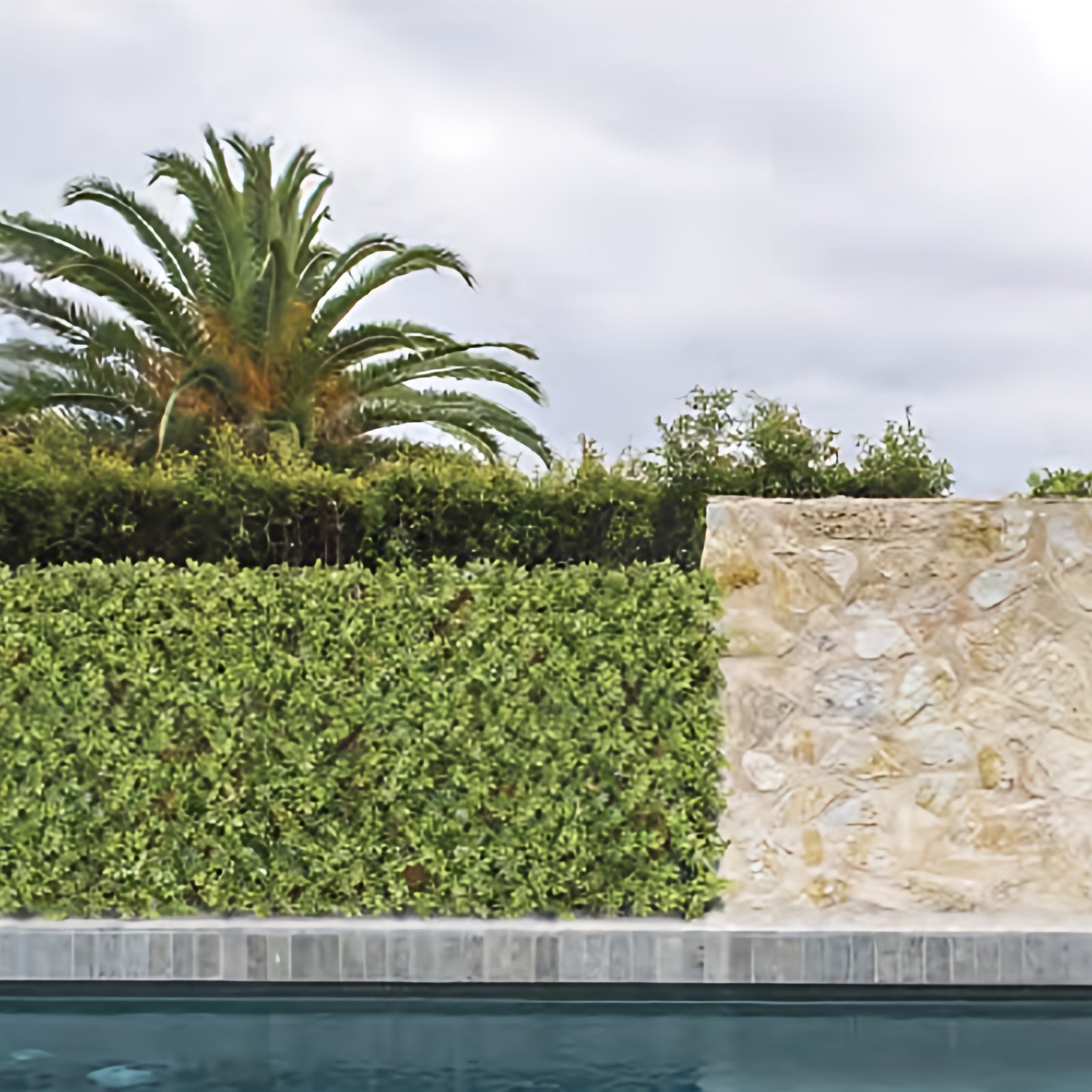 Siepe Artificiale 100x200 cm in Bosso - 2 Pezzi con Steccato Estensibile