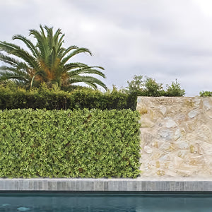 Siepe Artificiale 100x200 cm in Bosso - 2 Pezzi con Steccato Estensibile