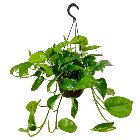 Pianta di POTHOS rampicante foglie GIGANTI Potus in vaso Basket 18 cm AMDGarden