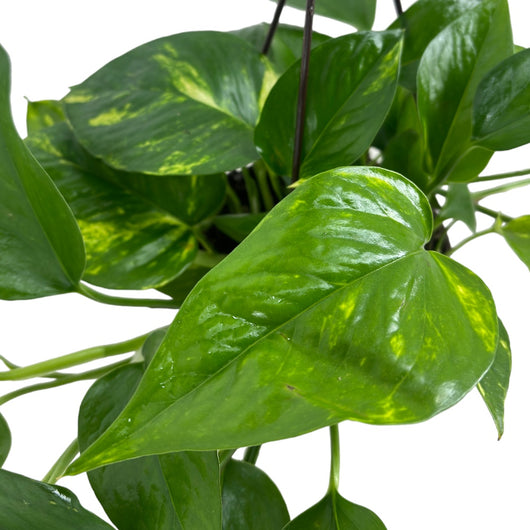 Pianta di POTHOS rampicante foglie GIGANTI Potus in vaso Basket 18 cm AMDGarden