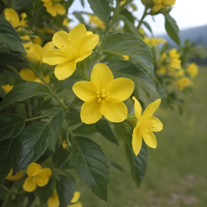 Pianta di GELSOMINO GIALLO HUMILE H80CM rampicante vaso18cm FOTO REALE