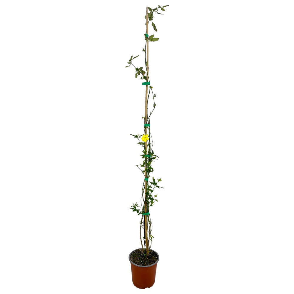Pianta di GELSOMINO GIALLO HUMILE H80CM rampicante vaso18cm FOTO REALE