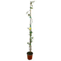 Pianta di GELSOMINO GIALLO HUMILE H80CM rampicante vaso18cm FOTO REALE