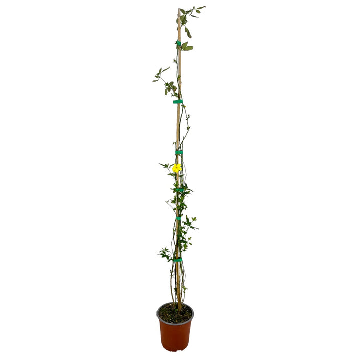 Pianta di GELSOMINO GIALLO HUMILE H80CM rampicante vaso18cm FOTO REALE