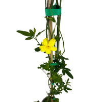 Pianta di GELSOMINO GIALLO HUMILE H80CM rampicante vaso18cm FOTO REALE