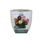 Kit Coltivazione Fiori di Dalia "Collarette", con vaso in ceramica, terriccio e semi