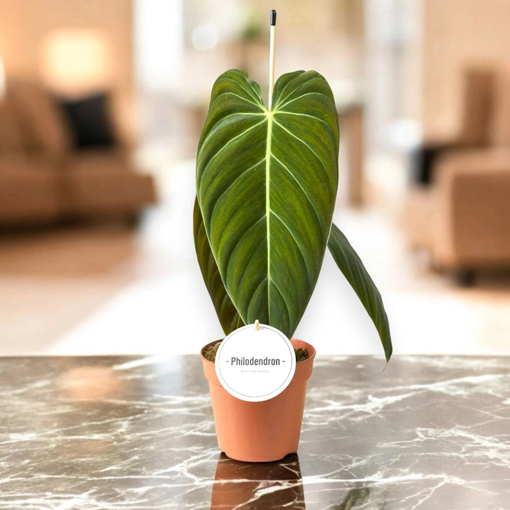 Gardenaria Philodendron melanochrysum - Pianta da interno ornamentale Altezza: 50 cm (vaso 12)
