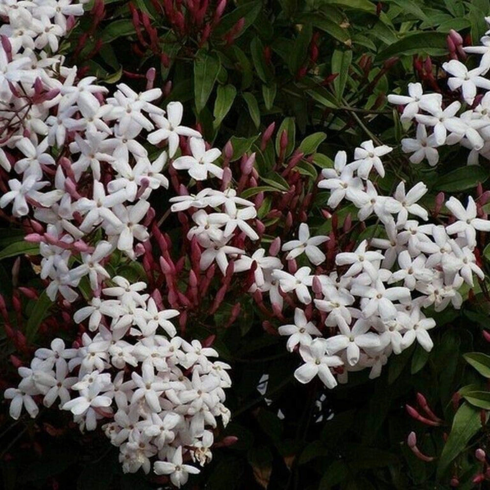 Pianta di GELSOMINO POLIANTA Rampicante OFFICINALE PROFUMATO vaso 17 cm AMDGarden