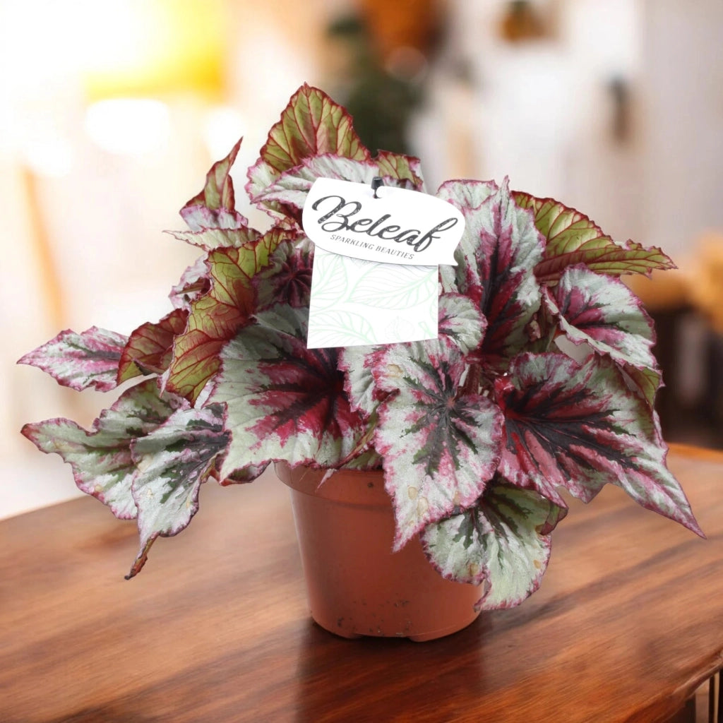 Gardenaria Begonia rex 'Evening glow' - Pianta da interno ornamentale Altezza: 22 cm (vaso 12)