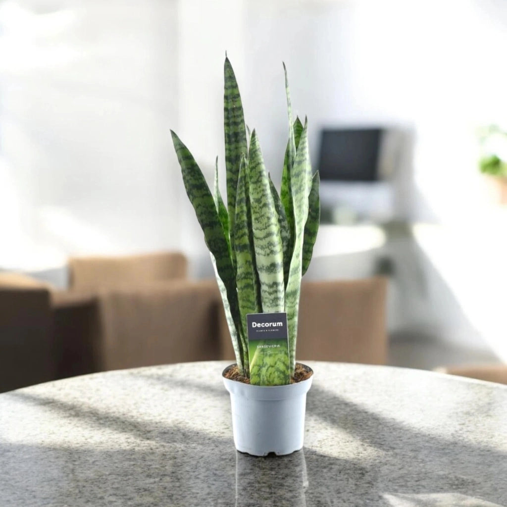 Gardenaria Sansevieria zeylanica - Pianta da interno ornamentale Altezza: 40 cm (vaso 14)
