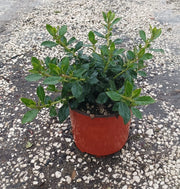 ESCALLONIA MACRANTHA ROSEA VASO 18