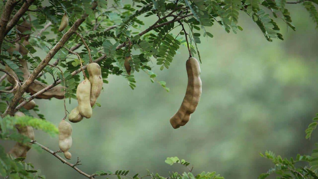 TAMARINDO ‘Tamarindus Indica’ Pianta albero frutto tropicale Vaso 18 Foto Reali