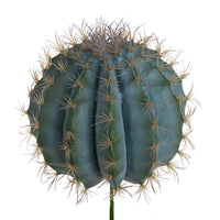 Pianta di Fero Cactus Artificiale