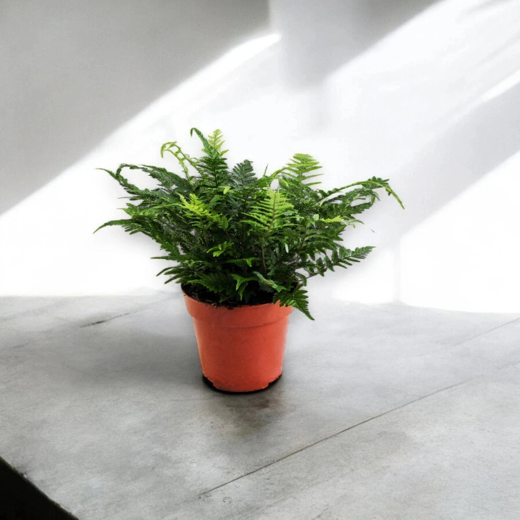 Gardenaria Athyrium spicatum - Pianta da interno ornamentale Altezza: 25cm (vaso 25)