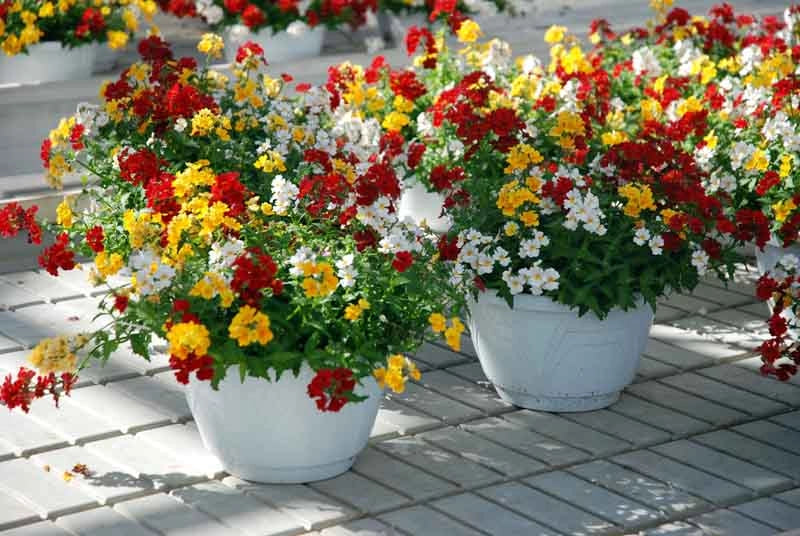 Nemesia Sunsatia Basket vaso 16 cm – Fioritura colorata e profumata