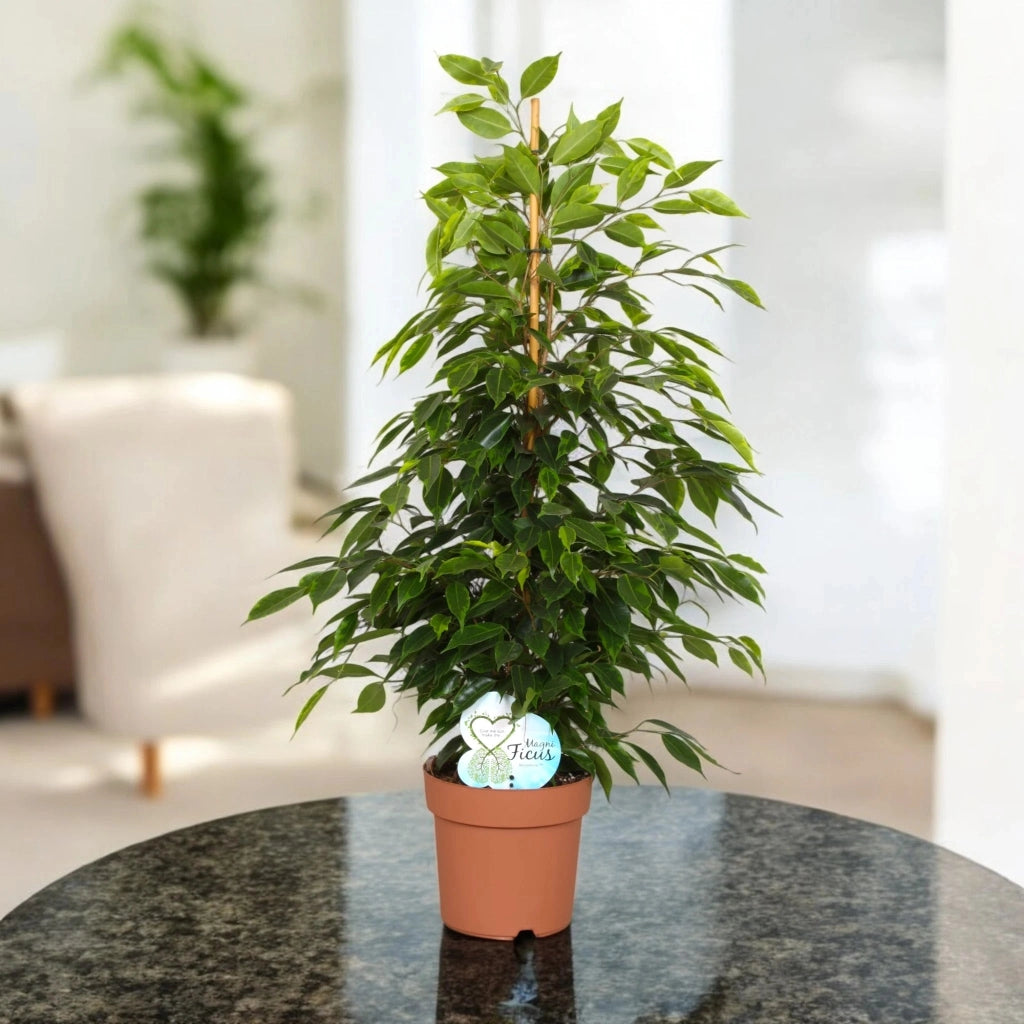 Gardenaria Ficus benjamina 'Anastasia' - Pianta da interno ornamentale Altezza: 40 cm (vaso 19)