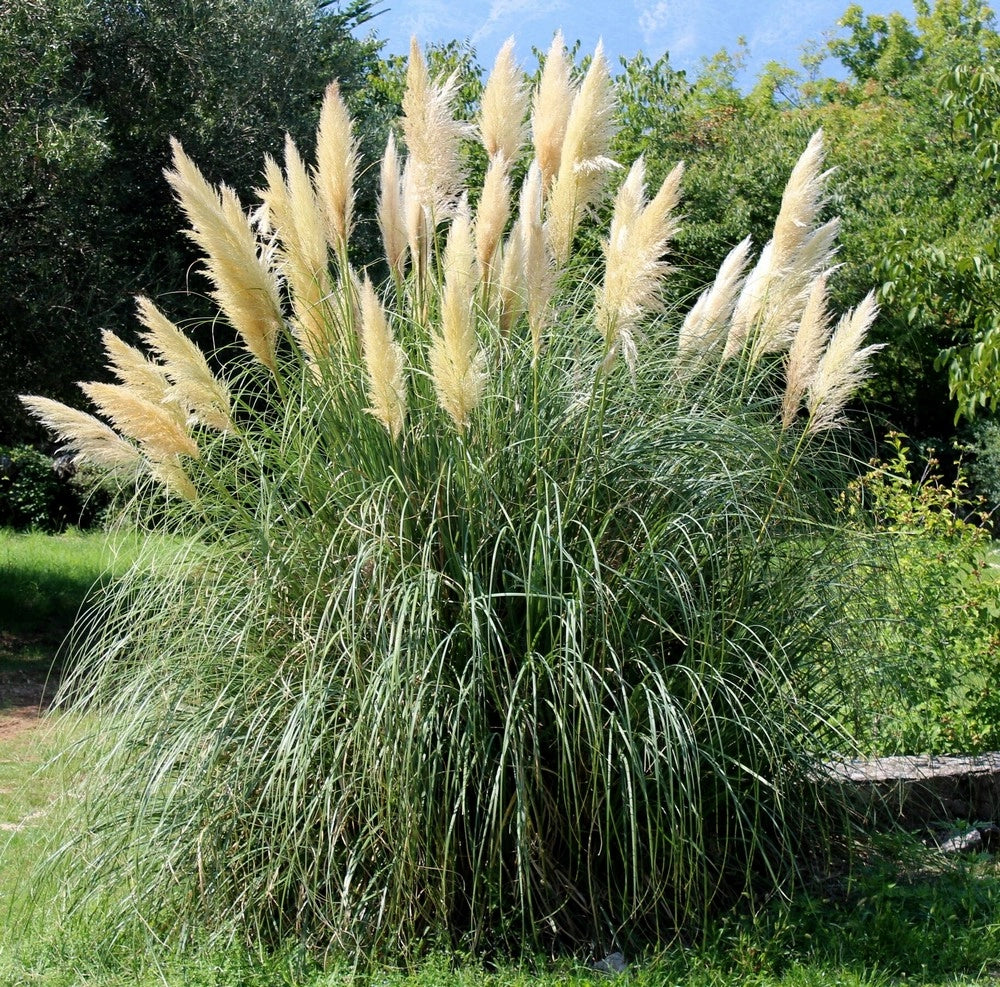 Pianta PAMPAS CORTADERIA SELLOANA bianca VERA h 80 cm vaso18cm FOTO REALE