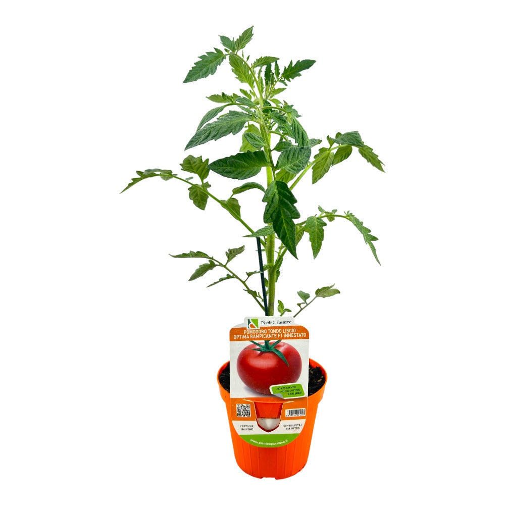 Pianta di POMODORO TONDO LISCIO rosso RAMPICANTE pomodori VASO 14 CM innestati
