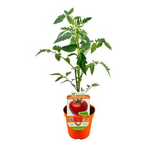 Pianta di POMODORO TONDO LISCIO rosso RAMPICANTE pomodori VASO 14 CM innestati