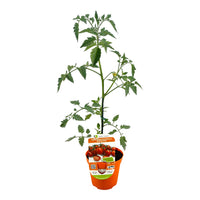 Pianta di POMODORO PICCADILLY rosso RAMPICANTE pomodori in VASO 14 CM innestati
