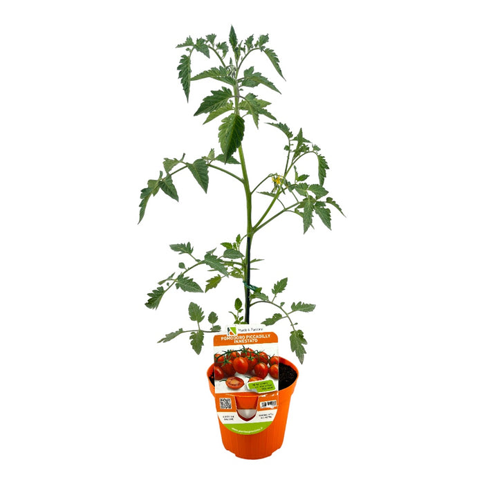 Pianta di POMODORO PICCADILLY rosso RAMPICANTE pomodori in VASO 14 CM innestati