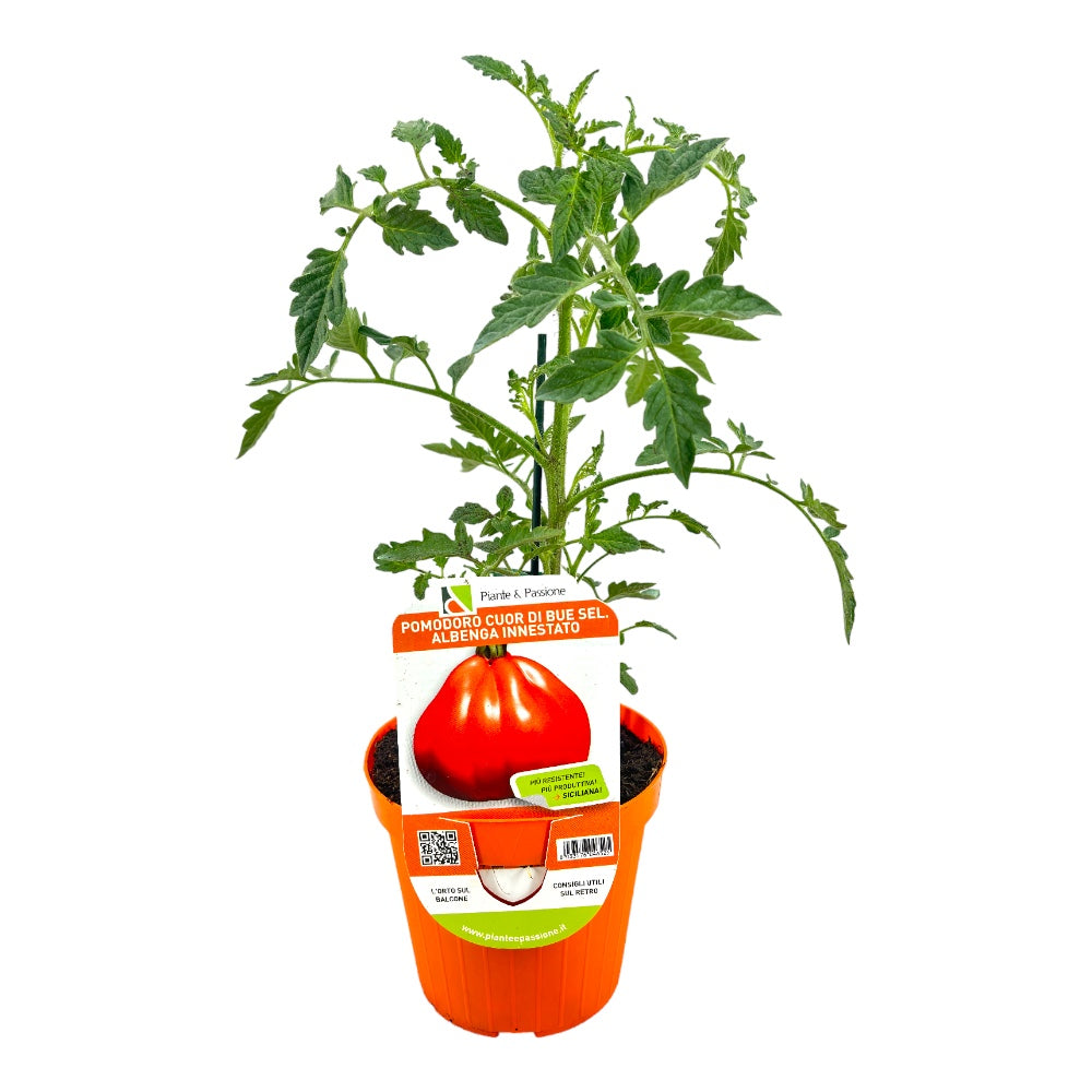 Pianta di POMODORO CUORE DI BUE rosso RAMPICANTE pomodori VASO 14 CM innestati