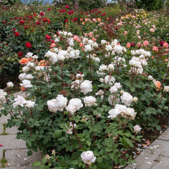 Pianta Rosa Mariangela Melato, foto reali