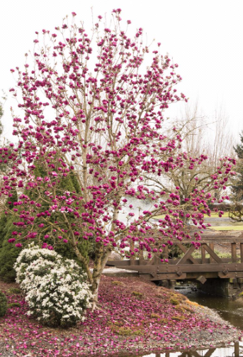 Pianta Magnolia Black Tulip H100cm, foto reali