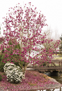 Pianta Magnolia Black Tulip H100cm, foto reali