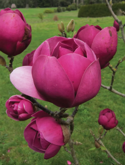 Pianta Magnolia Black Tulip H100cm, foto reali