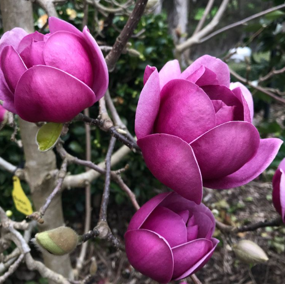 Pianta Magnolia Black Tulip H100cm, foto reali