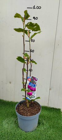 Pianta Magnolia Black Tulip H100cm, foto reali