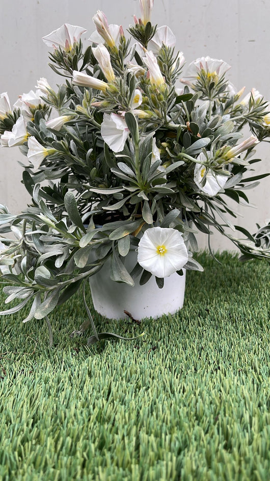 Pianta Convolvulus cneorum vaso 14, foto reali