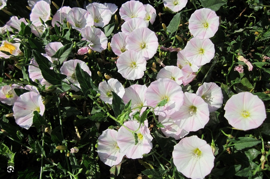 Pianta Convolvulus cneorum vaso 14, foto reali