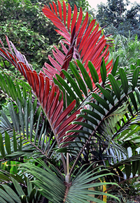 Pianta Chambeyronia macrocarpa, H80cm, foto reali