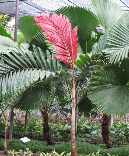 Pianta Chambeyronia macrocarpa, H80cm, foto reali