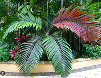 Pianta Chambeyronia macrocarpa, H80cm, foto reali