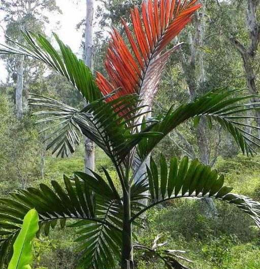 Pianta Chambeyronia macrocarpa, H80cm, foto reali