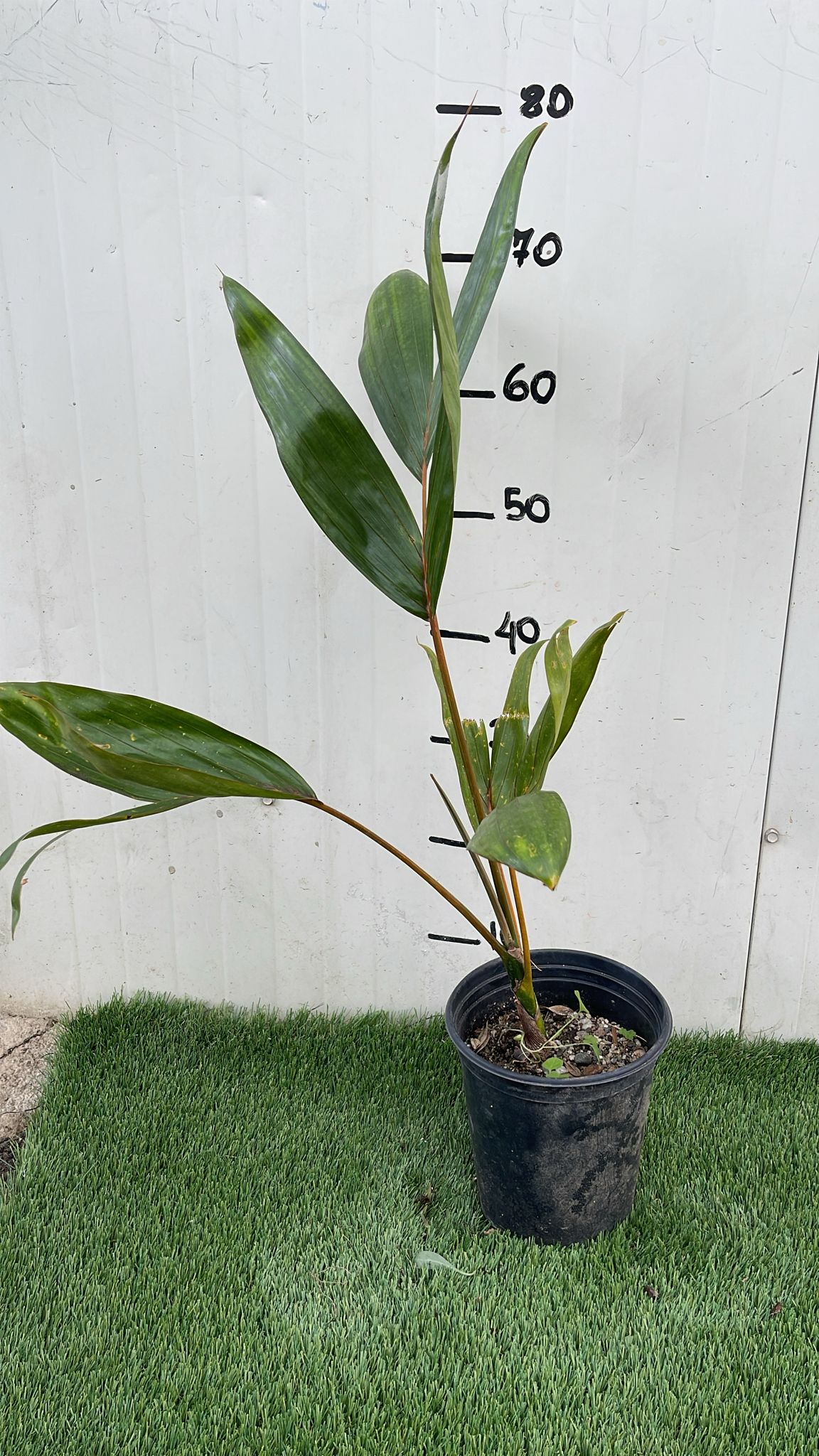 Pianta Chambeyronia macrocarpa, H80cm, foto reali