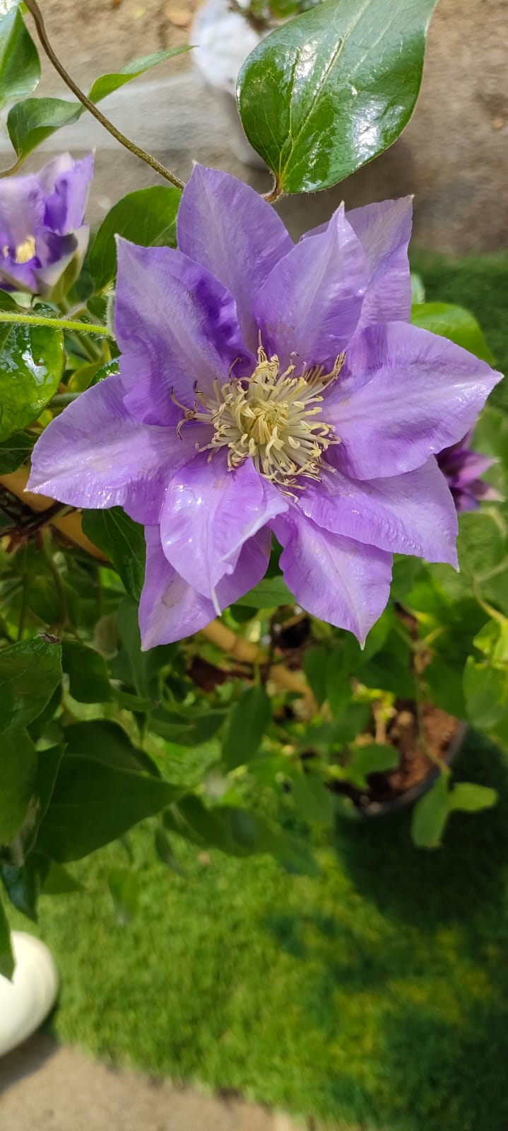 Pianta Clematis boulevard H 70cm Colore: Bianco