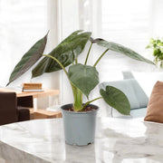 Gardenaria Alocasia 'Wentii' - Pianta da interno ornamentale Altezza: 70 cm (vaso 19)